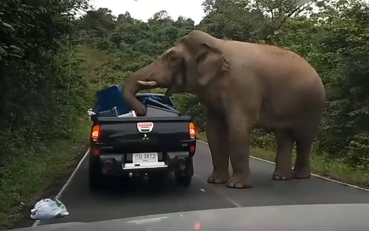 Στο εθνικό πάρκο Khao Yai στη Νακόν Ρατσασίμα της νότιας Ταϊλάνδης ένας  ελέφαντας έστησε Μπλόκο στα αυτοκίνητα αναζητώντας φαγητό .