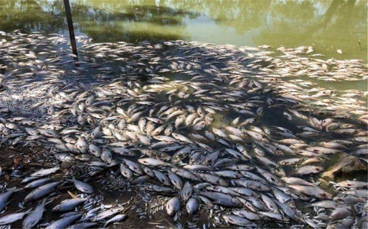 Σε απέραντο «νεκροταφείο» μετατράπηκε ένας μεγάλος ποταμός στην Αυστραλία καθώς εκατομμύρια νεκρά ψάρια συνιστούν περιβαλλοντικό κίνδυνο και προκαλούν ανησυχία
