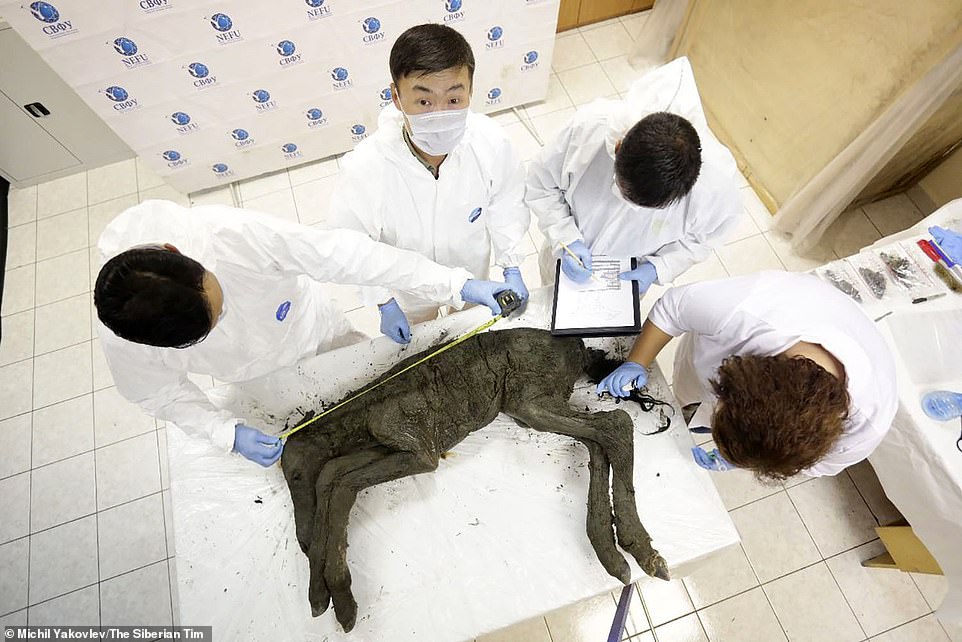 Βρέθηκε άλογο ηλικίας 42.000 ετών που περιείχε υγρό αίμα