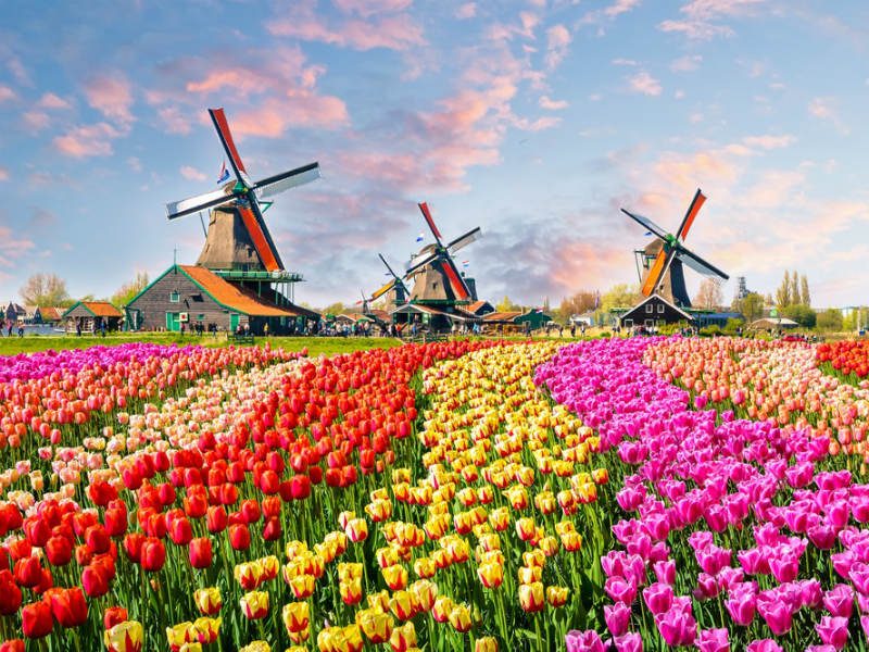 Στα χωράφια της τουλίπας στην Ολλανδίας μια  πανδαισία  χρωμάτων