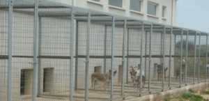 Πρόγραμμα «ΦιλόΔημος ΙΙ» Χρηματοδότηση Είκοσι εκατ. στους Δήμους για καταφύγια αδέσποτων ζώων