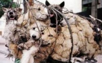 Αναφορά με την οποία ζητά παρέμβαση για να σταματήσει ο βασανισμός ζώων από τους αλλοδαπούς κατέθεσε στην Εισαγγελία Πλημμελειοδικών Αθηνών Η Ελληνική Φιλοζωική Εταιρεία.