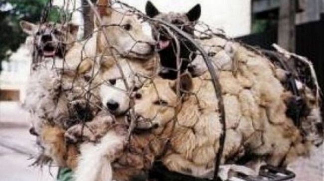 Αναφορά με την οποία ζητά παρέμβαση για να σταματήσει ο βασανισμός ζώων από τους αλλοδαπούς κατέθεσε στην Εισαγγελία Πλημμελειοδικών Αθηνών Η Ελληνική Φιλοζωική Εταιρεία.