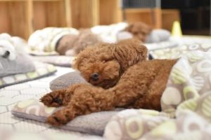 Ένα κέντρο ημερήσιας φροντίδας για σκυλιά στην Νότια Κορέα βγαλμένο από παραμύθι