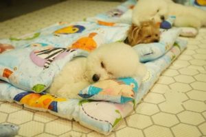 Ένα κέντρο ημερήσιας φροντίδας για σκυλιά στην Νότια Κορέα βγαλμένο από παραμύθι