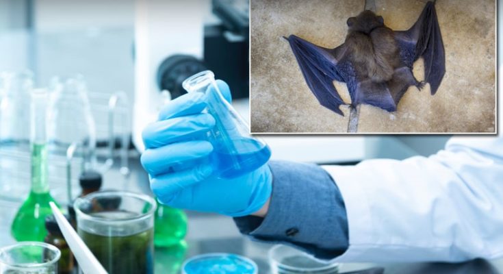  Aπό τις νυχτερίδες ξεκίνησε η επιδημία του κοροναϊού – Τι απέδειξαν οι έρευνες