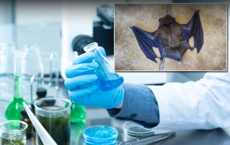  Aπό τις νυχτερίδες ξεκίνησε η επιδημία του κοροναϊού – Τι απέδειξαν οι έρευνες