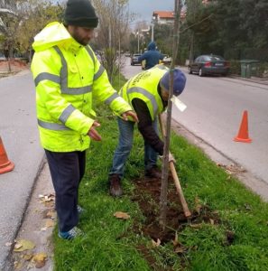 Κηφισιά: Συντήρηση  αλλά και δεντροφύτευση στη νησίδα στην Χαριλάου Τρικούπη