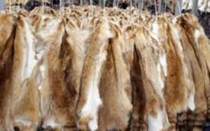 Η Νορβηγία κλείνει όλες τις φάρμες εκτροφής ζώων για γη γούνα