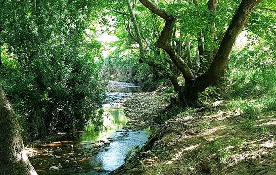 Συμμετοχή του Δήμου Κηφισίας σε δράση για τον Κηφισό