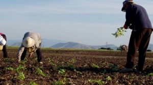 Κορονοϊός: Στηρίξτε τους αγρότες για να μπορέσουν να καλλιεργήσουν γιατί θα πεινάσουμε