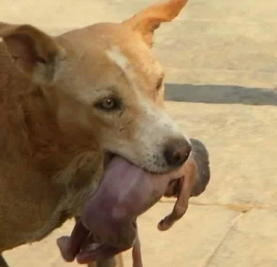 Βραζιλία : Σκύλος «ήρωας» βρήκε εγκαταλειμμένο νεογέννητο βρέφος το πήρε με το στόμα του και το πήγε στο πλησιέστερο σπίτι