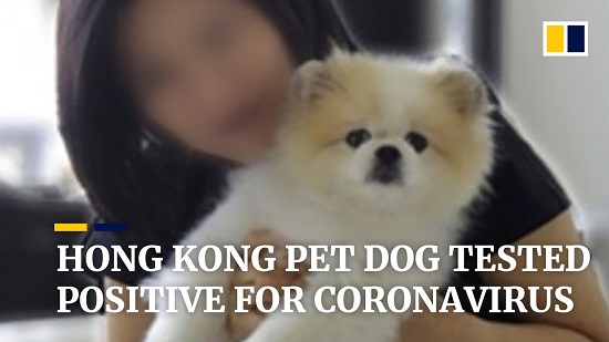 Πέθανε ο 17χρονος σκύλος που είχε βρεθεί «ελαφρά θετικός» στον κορονοϊό στο Χονγκ Κονγκ