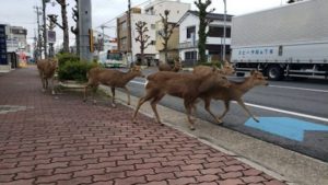 Τόκιο: Οι αρχές κάλεσε τους πολίτες να παραμείνουν στα σπίτια έτσι η πόλη απέχτησε νέους κατοίκους, τα ελάφια