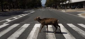 Τόκιο: Οι αρχές κάλεσε τους πολίτες να παραμείνουν στα σπίτια έτσι η πόλη απέχτησε νέους κατοίκους, τα ελάφια