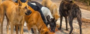 Θεσσαλονίκη: Επίθεση αγέλης σκύλων σε 22χρονο που νοσηλεύεται εκτός κινδύνου