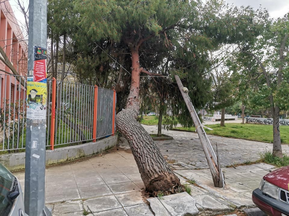 Βριλήσσια: Πτώση μεγάλου δέντρου