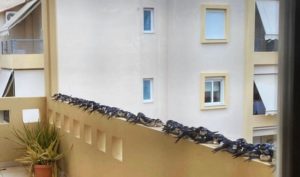 Αργολίδα: Οι άσχημες καιρικές συνθήκες που επικρατούσαν στην χώρας μέχρι τώρα οδήγησαν στο θάνατο εκατοντάδες χελιδόνια