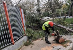 Βριλήσσια: Πτώσεις  δέντρων από τις  άσχημες καιρικές συνθήκες δημιουργούν  προβλήματα στην πόλη