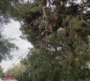 Βριλήσσια: Πτώσεις  δέντρων από τις  άσχημες καιρικές συνθήκες δημιουργούν  προβλήματα στην πόλη