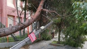 Βριλήσσια: Πτώση μεγάλου δέντρου