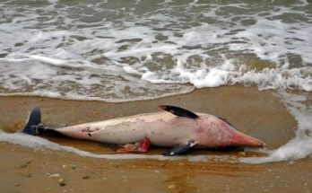 Θάσος: Nεκρό νεαρό δελφίνι ξεβράστηκε στην παραλία των Λιμεναρίων της Θάσου.