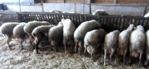 Γιατί η Ελλάδα πρέπει να επενδύσει στην κτηνοτροφία και στον πρωτογενή τομέα