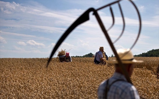 Εγκαταλείπουν οι αγρότες παραγωγοί καλαμποκιού τα χωράφια τους