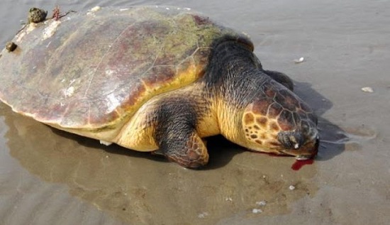 Βουλιαγμένη: Σε Βουλιαγμένη και Καβούρι βρέθηκαν δύο δυο θαλάσσιες χελώνες καρέτα – καρέτα νεκρές