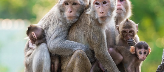 Νέα μελέτη στην Κίνα: Πίθηκοι που ανάρρωσαν επανεκτέθηκαν στον ιό μα τα δείγματα τους βγήκαν αρνητικά
