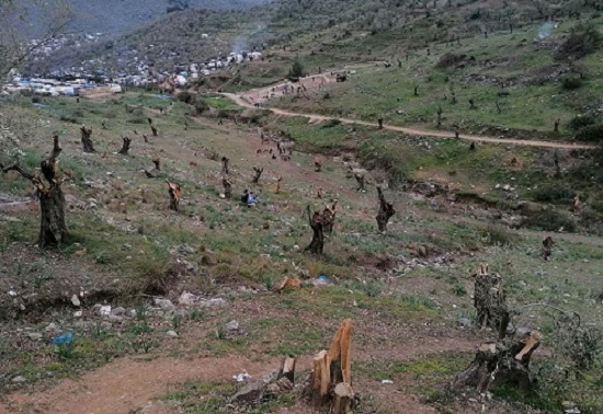 Περισσότερες από 5000 ελιές κομμένες από την ρίζα στον Ελαιώνα της περιοχής της Μοριάς