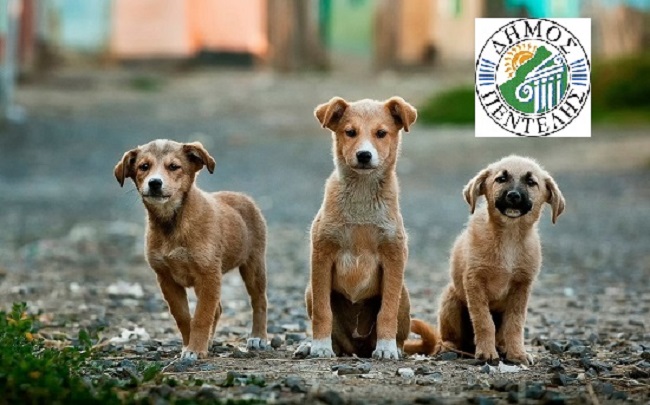 Πεντέλη: Σήμερα 4 Απριλίου Παγκόσμια Ημέρα Αδέσποτων Ζώων ο Δήμος σε συνεργασία με τη Φιλοζωική και εθελοντές φροντίζει για τους αδέσποτους φίλους μας.