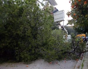 Λυκόβρυση Πεύκη:  Οι δυνατοί άνεμοι έριξαν δέντρα σε διάφορα σημεία της πόλης