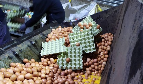Tο ΣΔΟΕ εντόπισε το Πάσχα 324.000 αυγά σε αποθήκη στο Κορωπί από την Βουλγαρία χωρίς κωδικό εκτροφής και παραστατικά