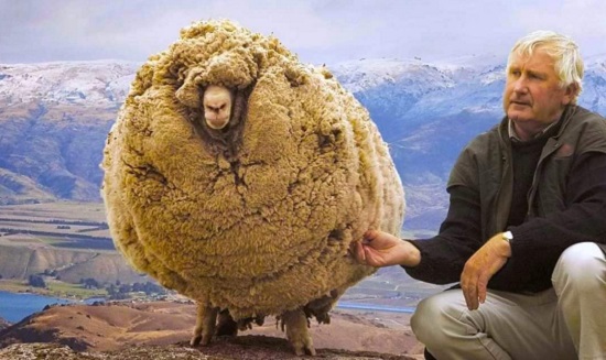 Ενα πρόβατο σύμβολο στη Νέα Ζηλανδία που 6 χρόνια κρυβόταν σε μια σπηλιά για να μην το κουρέψουν