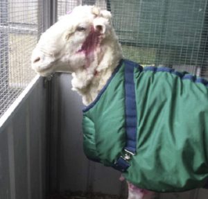 Ενα πρόβατο σύμβολο στη Νέα Ζηλανδία που 6 χρόνια κρυβόταν σε μια σπηλιά για να μην το κουρέψουν