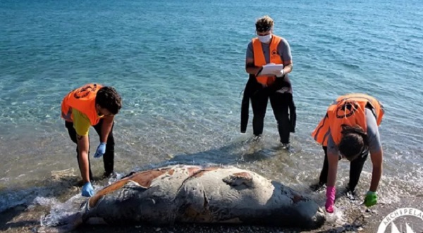 Ελλάδα :Νεκρές βρέθηκαν επτά μεσογειακές φώκιες στο Αιγαίο τους τελευταίους μήνες