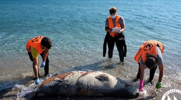 Νεκρές βρέθηκαν επτά μεσογειακές φώκιες στο Αιγαίο τους τελευταίους μήνες