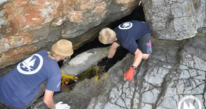 Νεκρές βρέθηκαν επτά μεσογειακές φώκιες στο Αιγαίο τους τελευταίους μήνες