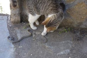 Η γάτα με το φίδι