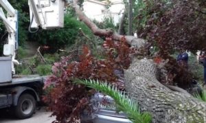Κηφισιά: Πτώση δέντρου τα ξημερώματα στην οδό Παπαφλέσσα κ Ρωμυλίας