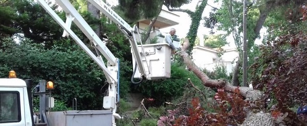 Κηφισιά: Πτώση δέντρου τα ξημερώματα στην οδό Παπαφλέσσα κ Ρωμυλίας
