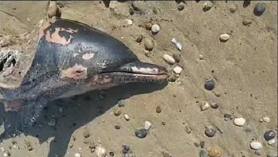 Στην παραλία Σκαλέτα  του Ρεθύμνου η θάλασσα ξέβρασε ένα μικρό νεκρό δελφίνι