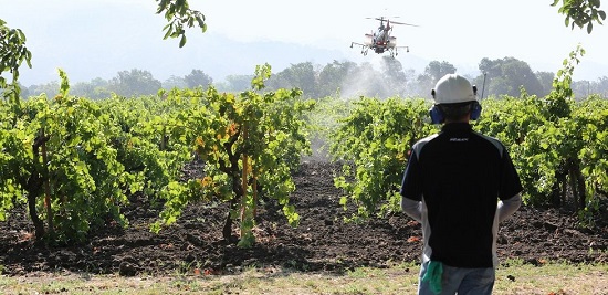 Κρήτη: Με drones οι ψεκασμοί για τον δάκο