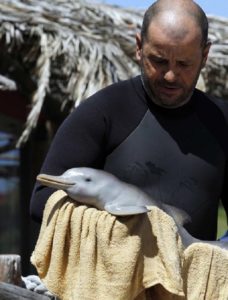 Ουρουγουάη: Μια οργάνωση διάσωσης υιοθέτησε ένα νεογέννητο  ορφανό  δελφίνι