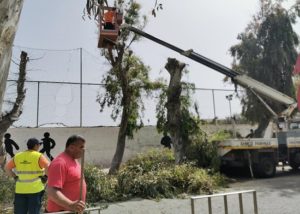 Ραφήνα Πικέρμι: Κλαδεύτηκαν οι λεύκες στην οδό Χρυσοστόμου Σμύρνης