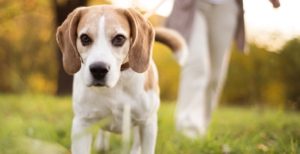 Τα σκυλιά περνούν εφηβεία σύμφωνα με τους  ερευνητές του βρετανικού Πανεπιστημίου του Νιούκαστλ