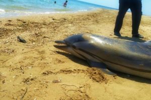 Χαλκιδική : Νεκρό εντοπίστηκε ένα μικρό δελφίνι στη παραλία Ψακούδια
