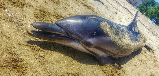 Χαλκιδική : Νεκρό εντοπίστηκε ένα μικρό δελφίνι στη παραλία Ψακούδια