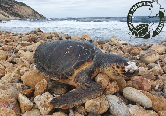 Νάξος : Η 11η καταγεγραμμένη νεκρή θαλάσσια χελώνα βρέθηκε στην παραλία της Στελίδας του νησιού